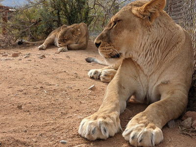 Every Purchase Makes an Impact.