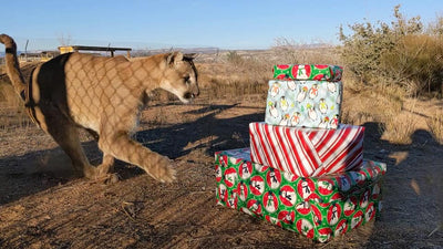 Free Shipping on every order!