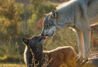 Satisfaction Guaranteed.