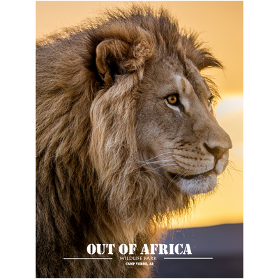 Royal Silhouette - Lion by Jay Cline Professional Print