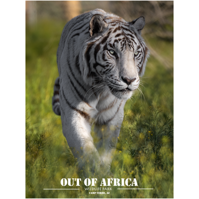 Ghost of the Wild - White Tiger by Jay Cline