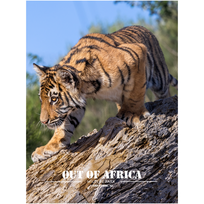 On the Prowl - Tiger Cub by Jay Cline