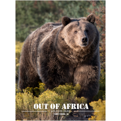 Celebrate the elegance of the savannah with "Towering Grace," a stunning print by wildlife photographer Kathleen Reeder. This professional print captures the beauty and poise of a giraffe standing tall under a clear blue sky. Perfect for those who appreciate the unique charm of these gentle giants and want to bring a piece of the wild into their home or office.