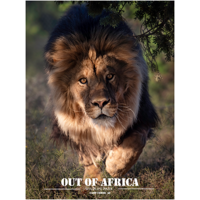 Experience the awe-inspiring presence of the "King of the Wild" with this breathtaking print by acclaimed wildlife photographer Kathleen Reeder. Featuring a powerful lion in his natural habitat, this professional print is a perfect piece for those who admire the majesty and strength of one of nature's most revered animals. Ideal for bringing a touch of the wild into your space.