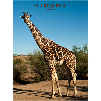 Celebrate the elegance of the savannah with "Towering Grace," a stunning print by wildlife photographer Kathleen Reeder. This professional print captures the beauty and poise of a giraffe standing tall under a clear blue sky. Perfect for those who appreciate the unique charm of these gentle giants and want to bring a piece of the wild into their home or office.