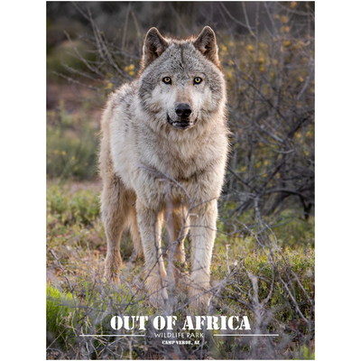 Embrace the untamed beauty of the wilderness with "Wild Spirit," a captivating print by photographer Jay Cline. This stunning image features a wolf in its natural habitat, capturing the essence of freedom and the wild. Perfect for those who admire the mystery and allure of one of nature’s most enigmatic creatures, this professional print adds a touch of wild elegance to any space.