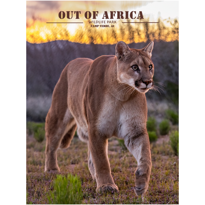 Sunset Stalker - Mountain Lion by Jay Cline Professional Print