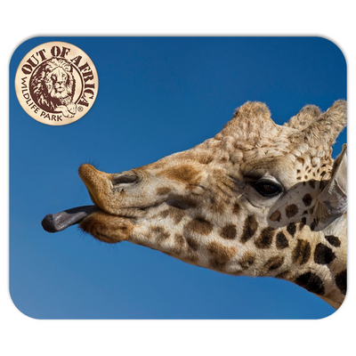 A giraffe gives you a kiss.